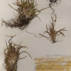 Carex saxilittoralis