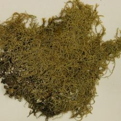 Pterigynandrum filiforme