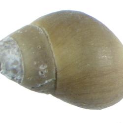 Elimia H.Adams & A.Adams, 1854