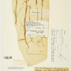 Arctophila (Rupr.) Andersson