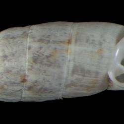 Steeriana cajamarcana