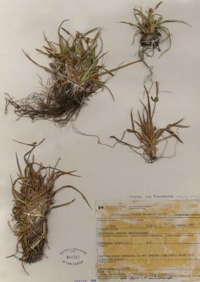 Carex saxilittoralis