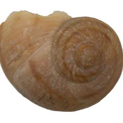 Humboldtiana taylori