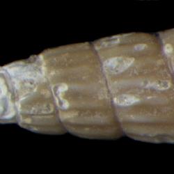 Turbonilla talma