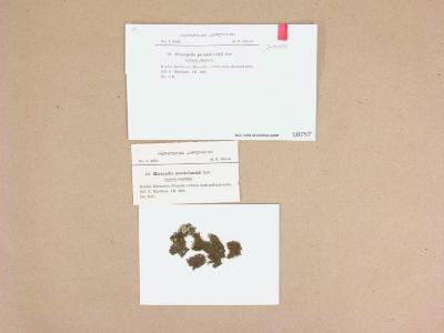 Marsupella pseudofunckii