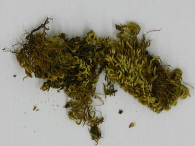 Homalothecium nevadense