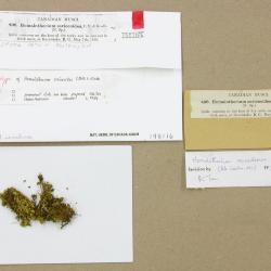 Homalothecium nevadense