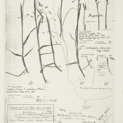 Arctophila (Rupr.) Andersson