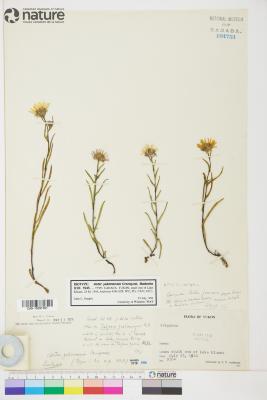 Symphyotrichum yukonense