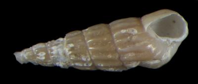 Turbonilla talma