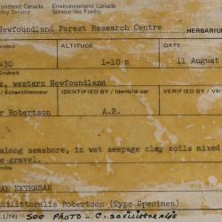 Carex saxilittoralis