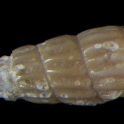 Turbonilla talma