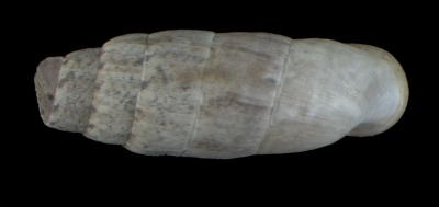 Steeriana cajamarcana