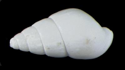Odostomia hypatia