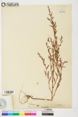 Polygonum ramosissimum