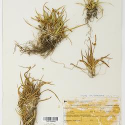 Carex saxilittoralis
