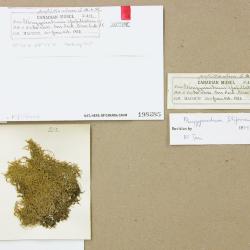 Pterigynandrum filiforme