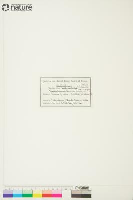 Arctophila (Rupr.) Andersson