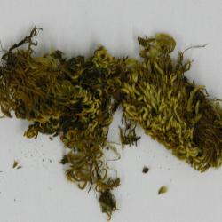 Homalothecium nevadense