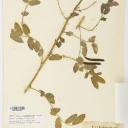 Senna lindheimeriana