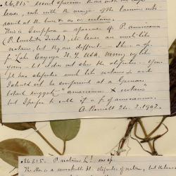 Potamogeton schreberi