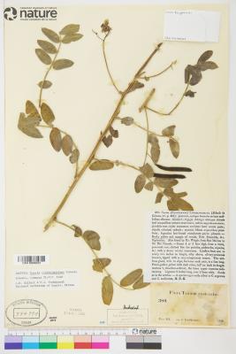 Senna lindheimeriana