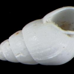 Odostomia hypatia