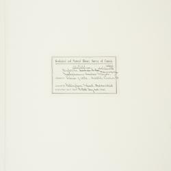 Arctophila (Rupr.) Andersson