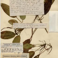 Potamogeton schreberi