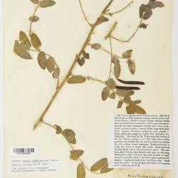 Senna lindheimeriana