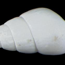 Odostomia hypatia
