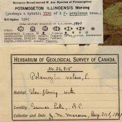 Potamogeton schreberi