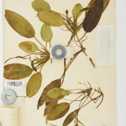 Potamogeton schreberi