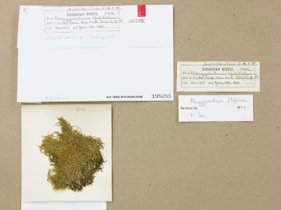 Pterigynandrum filiforme