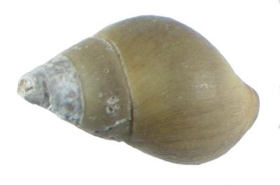 Elimia H.Adams & A.Adams, 1854