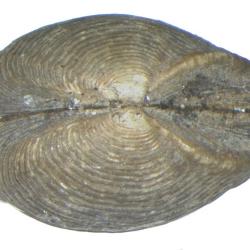 Saccella penderi