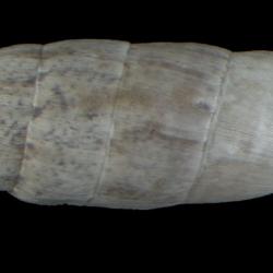 Steeriana cajamarcana