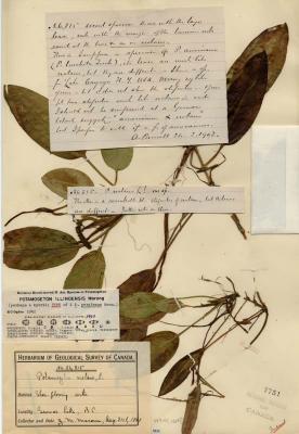 Potamogeton schreberi