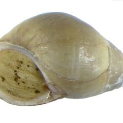 Elimia H.Adams & A.Adams, 1854