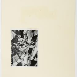 Carex saxilittoralis