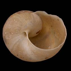 Humboldtiana taylori