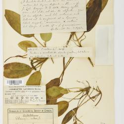 Potamogeton schreberi