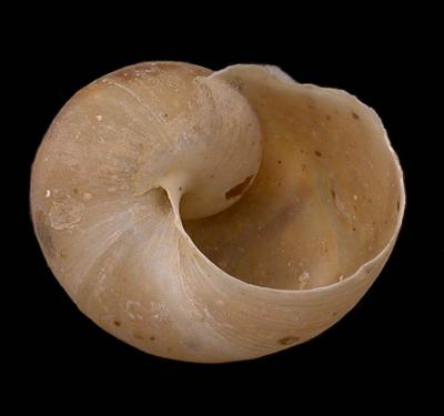 Humboldtiana taylori