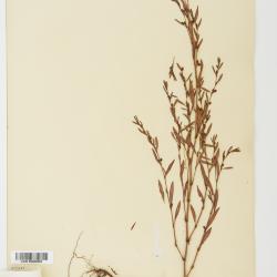 Polygonum ramosissimum