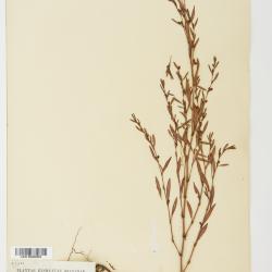 Polygonum ramosissimum