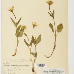 Arnica L.