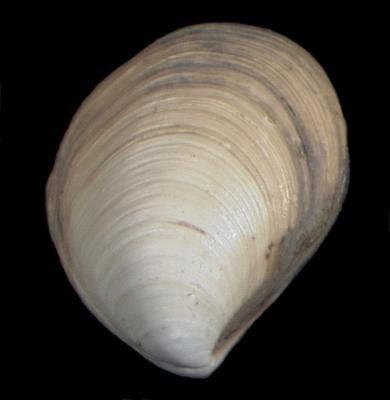 Parathyasira dunbari