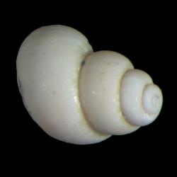 Probythinella emarginata