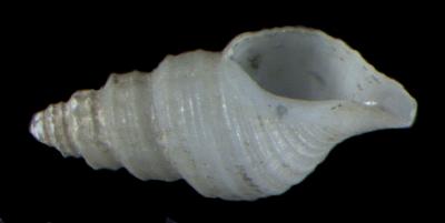 Oenopota maurellei