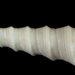 Stiracolpus ahiparanus